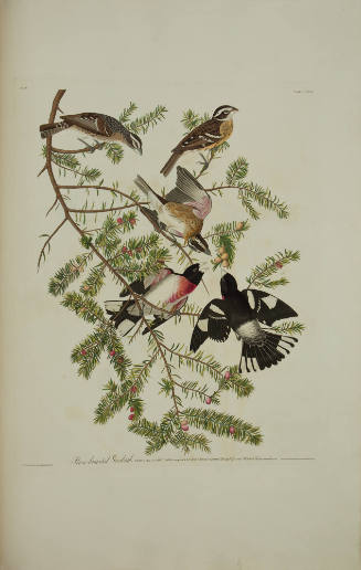 Rose-breasted Grosbeak