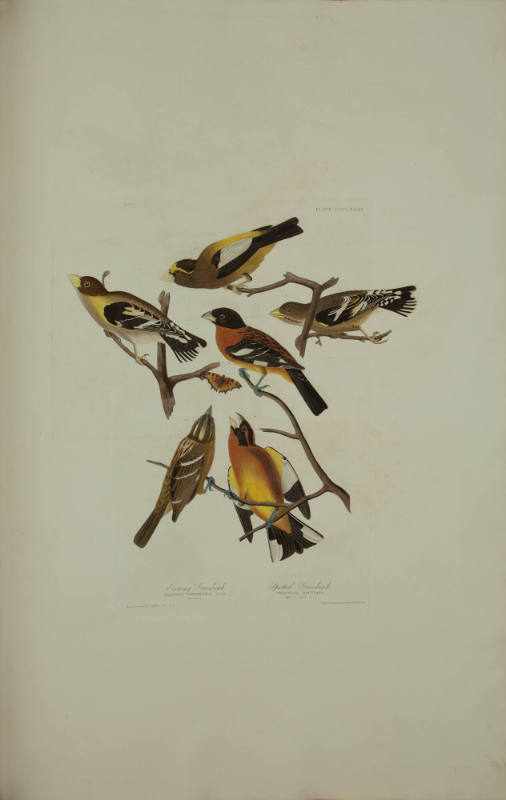 Evening Grosbeak; Spotted Grosbeak
