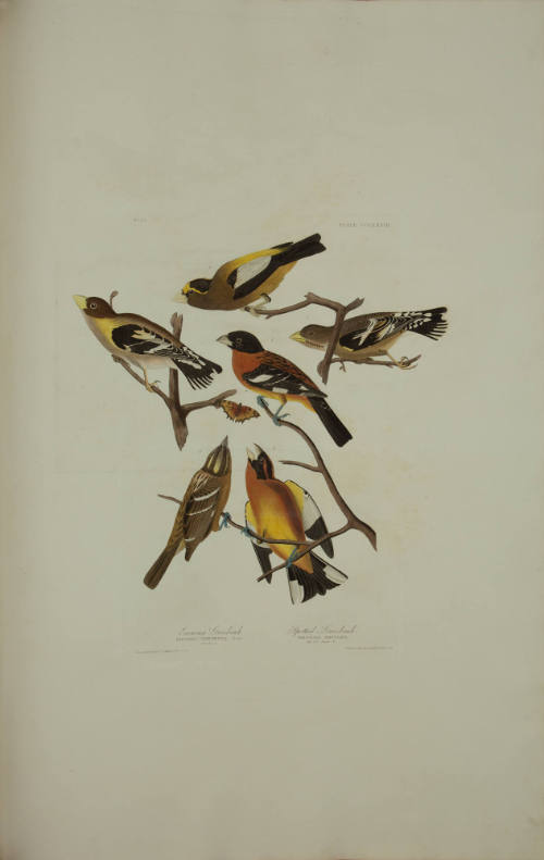 Evening Grosbeak; Spotted Grosbeak