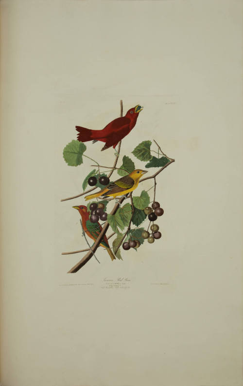 Summer Red Bird