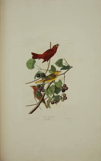 Summer Red Bird