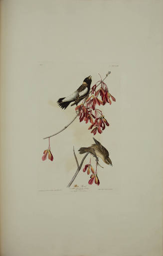 Rice Bird