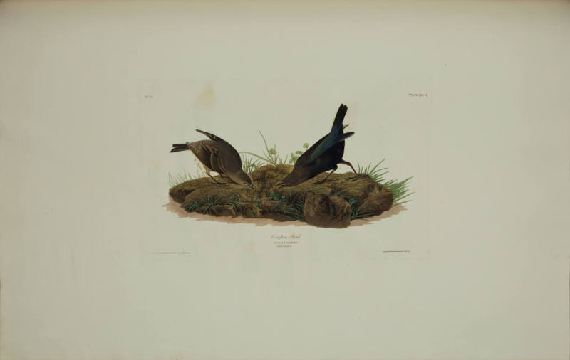 Cow-pen Bird