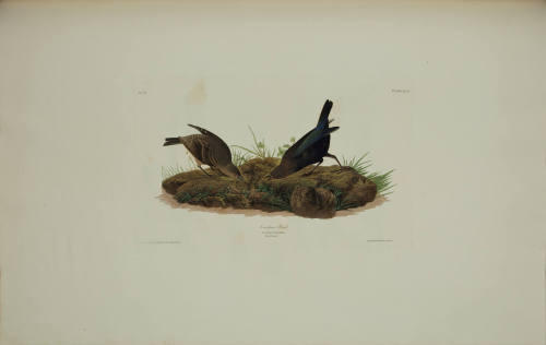 Cow-pen Bird