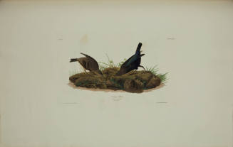 Cow-pen Bird