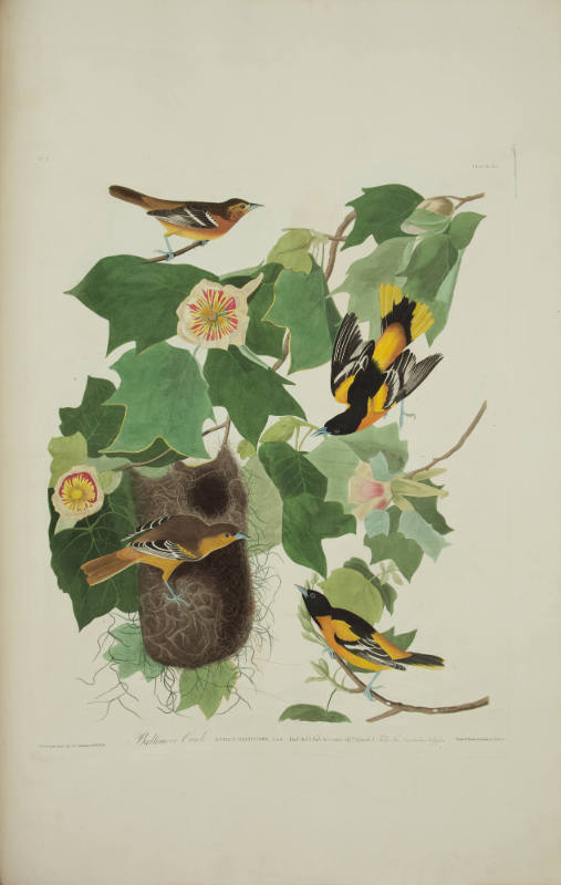 Baltimore Oriole