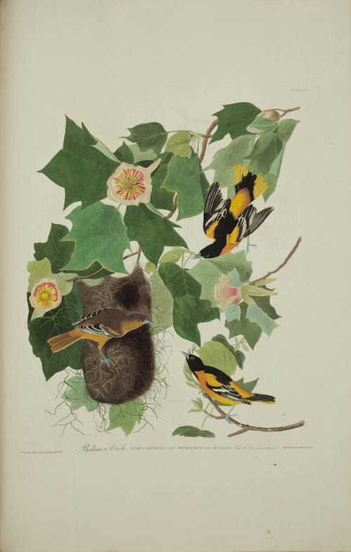 Baltimore Oriole