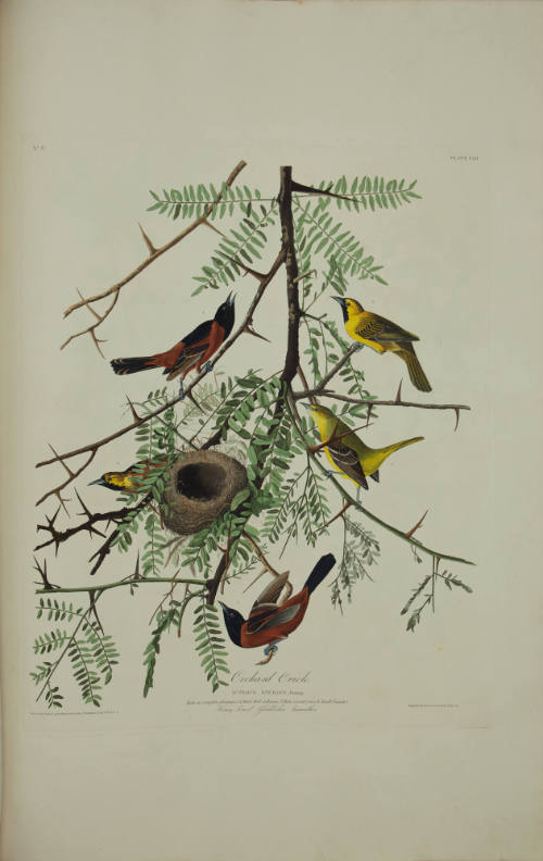 Orchard Oriole