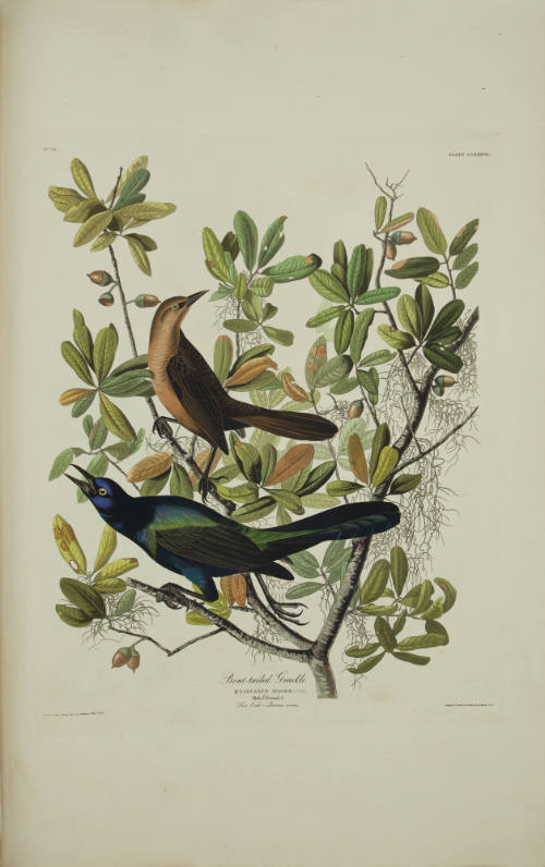 Boat-tailed Grackle