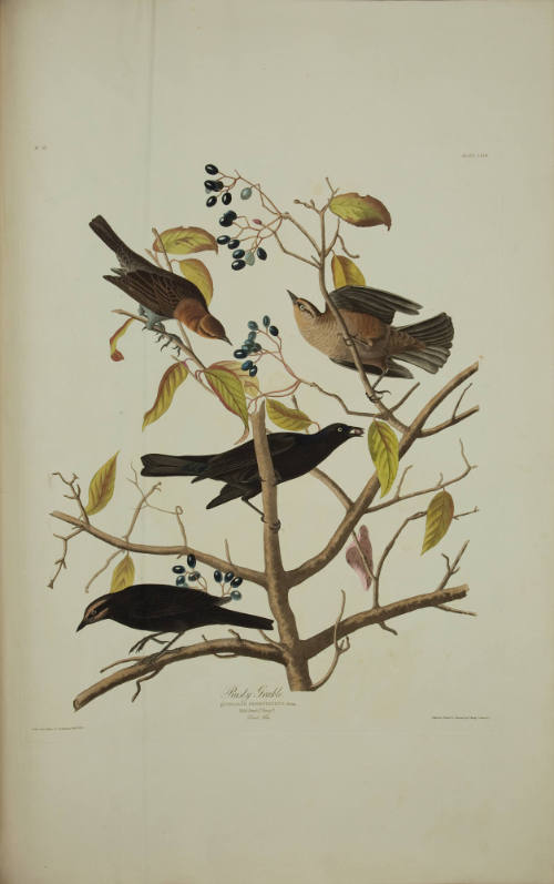 Rusty Grackle
