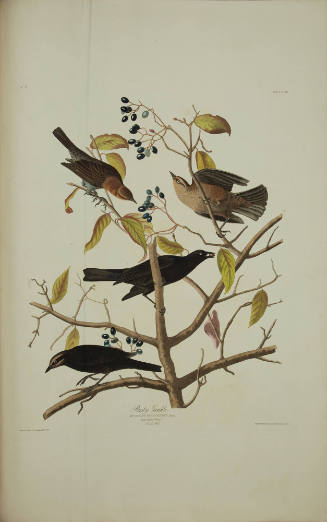 Rusty Grackle