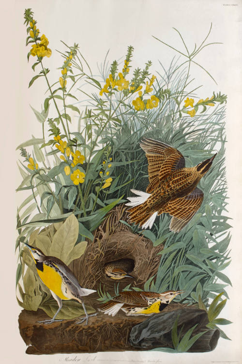 Meadow Lark