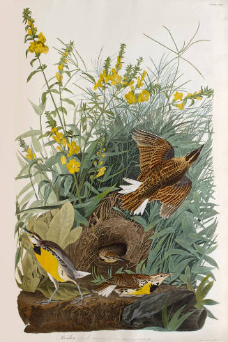 Meadow Lark