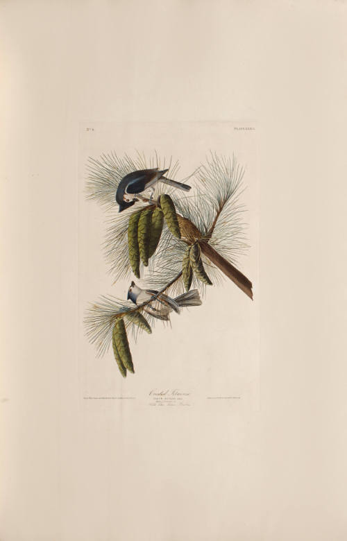 Crested Titmouse