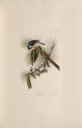Crested Titmouse
