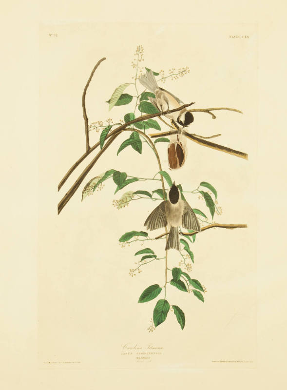 Carolina Titmouse
