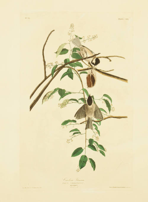 Carolina Titmouse