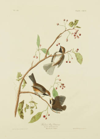 Hudson Bay Titmouse