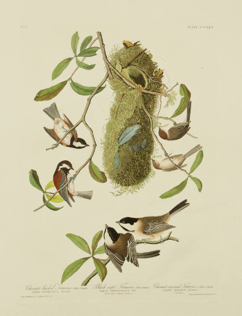 Chestnut-backed Titmouse; Black-capt Titmouse; Chestnut-crowned Titmouse