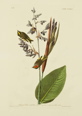 American Golden crested-Wren