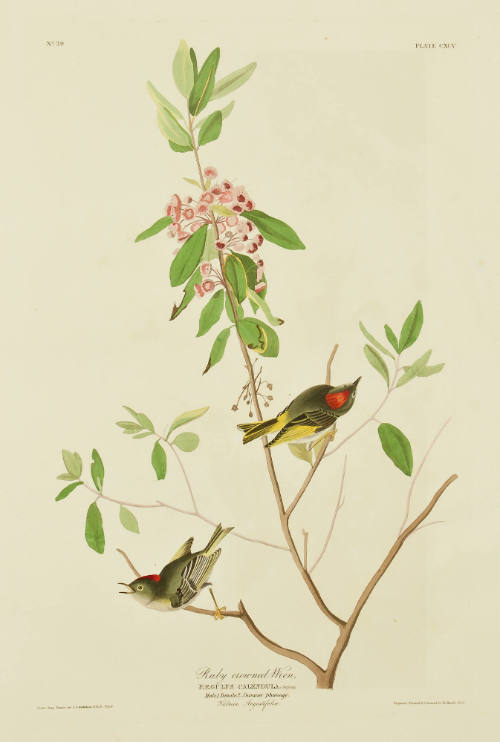 Ruby crowned Wren