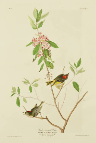 Ruby crowned Wren