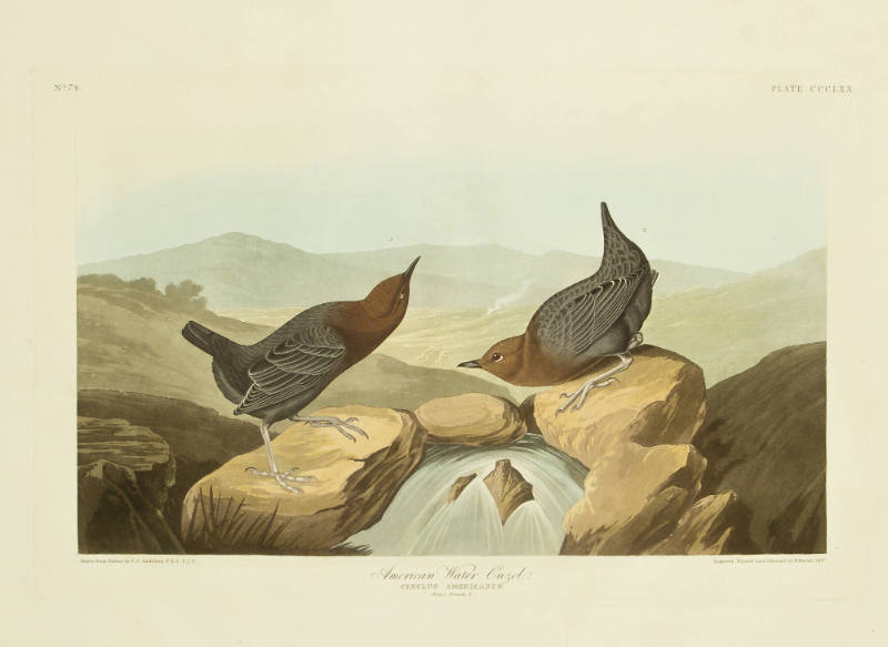 American Water Ouzel