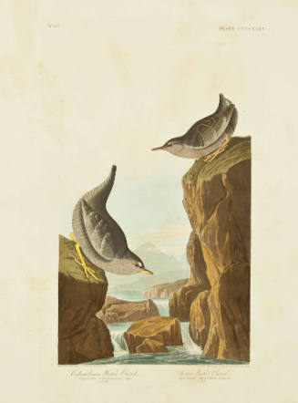 Columbian Water Ouzel; Arctic Water Ouzel