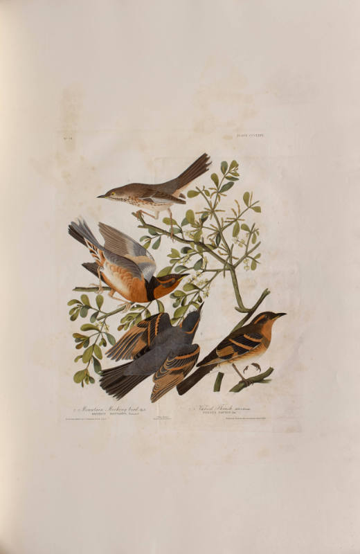 Mountain Mocking bird; Varied Thrush