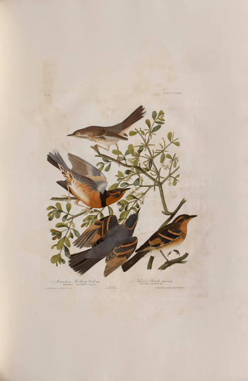 Mountain Mocking bird; Varied Thrush