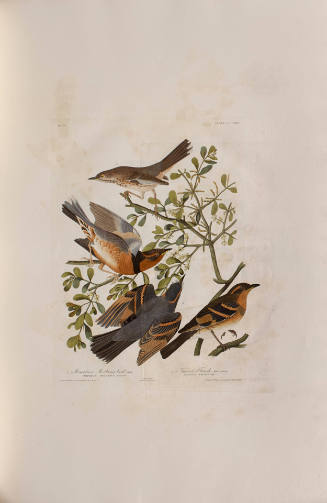 Mountain Mocking bird; Varied Thrush