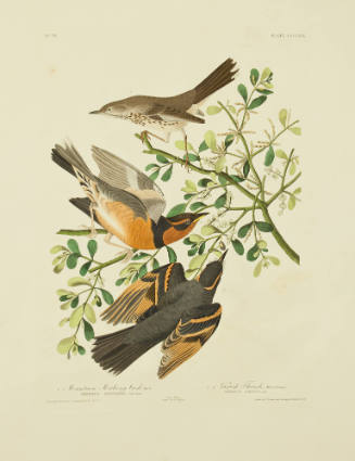 Mountain Mocking bird; Varied Thrush