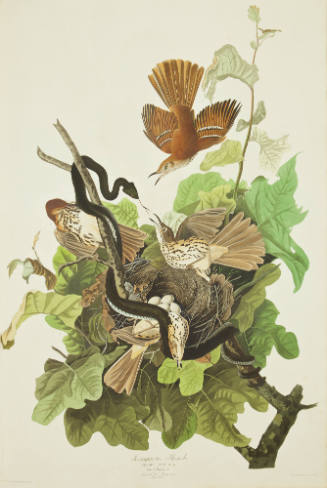 Ferruginous Thrush