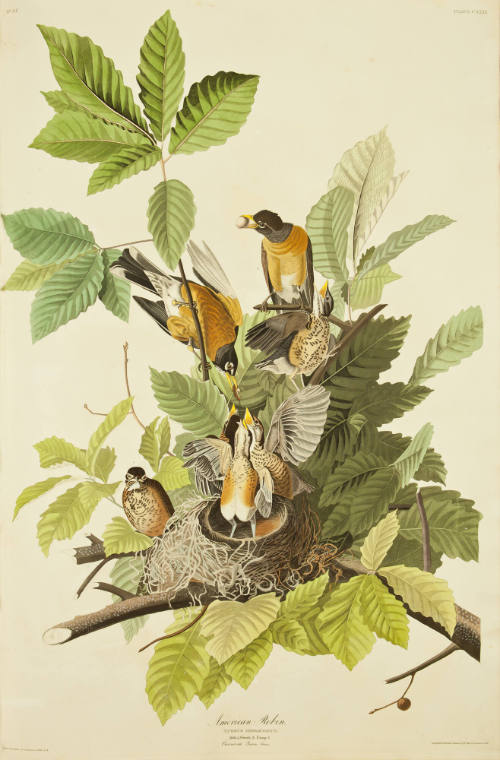 American Robin