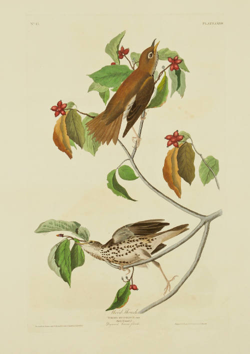 Wood Thrush
