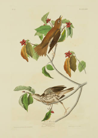 Wood Thrush