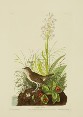 Tawney Thrush