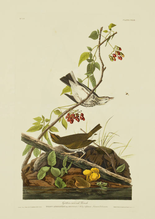 Golden-crowned Thrush