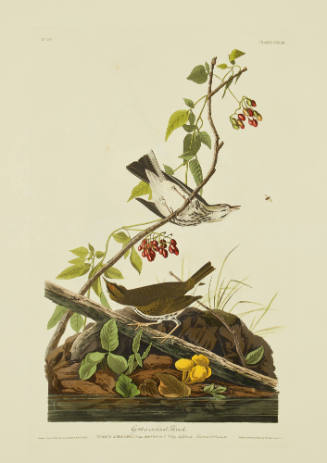 Golden-crowned Thrush