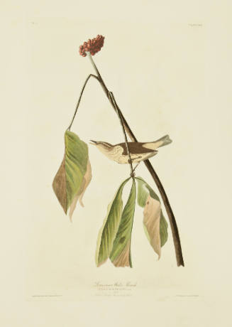 Louisiana Water Thrush