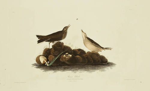 Brown Titlark