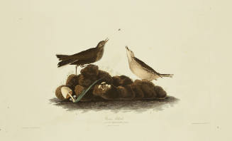 Brown Titlark