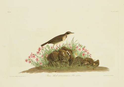 Prairie Titlark