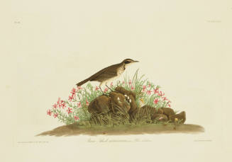 Prairie Titlark