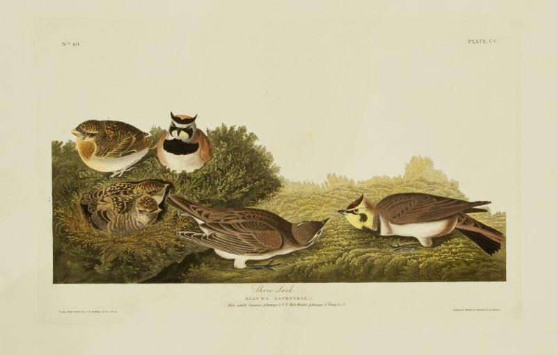 Shore Lark