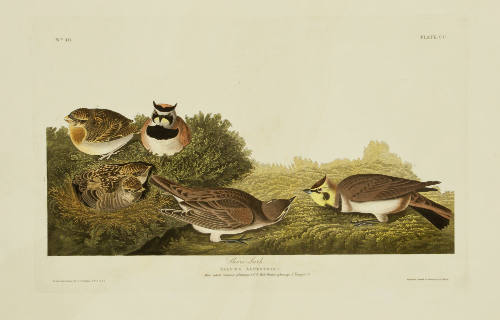 Shore Lark