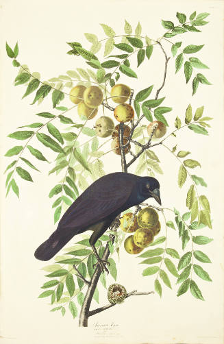 American Crow