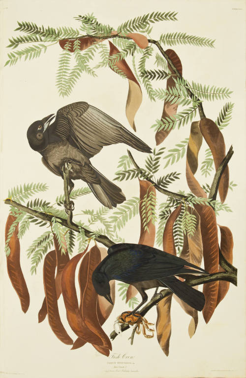 Fish Crow