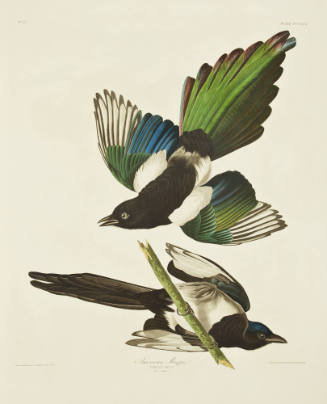 American Magpie