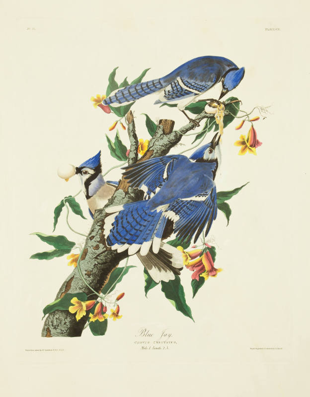 Blue Jay